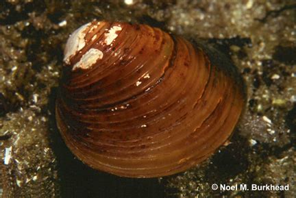 basket clam (Corbicula fluminea) - Species Profile