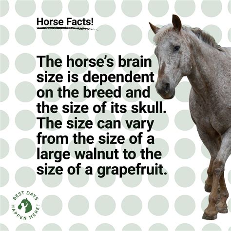 The horse’s brain size is... - Equestrian Connection