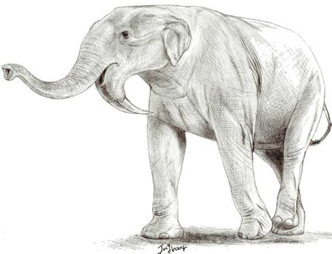 Deinotherium thraceiensis by Jagroar on DeviantArt