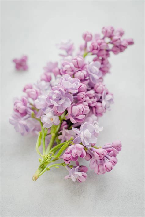 Download Beautiful Nature Pink Lilac Wallpaper | Wallpapers.com