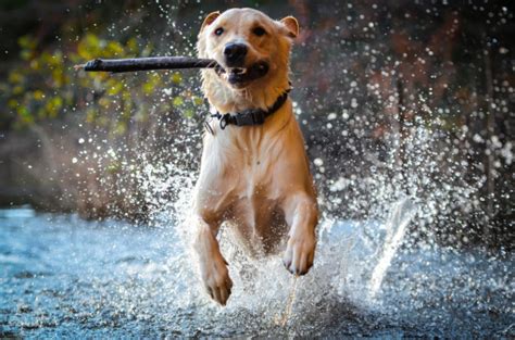 Dog In Water Playing Fetch Stock Photo - Download Image Now - iStock