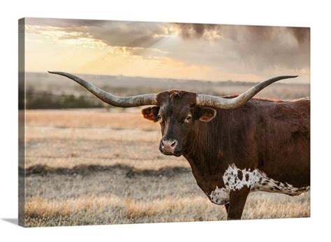 Cow Wall Art Longhorn Art Texas Longhorn Canvas Print Metal - Etsy ...