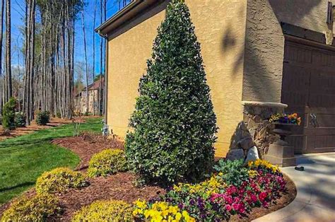 Types of Holly Trees | The Options - PlantingTree