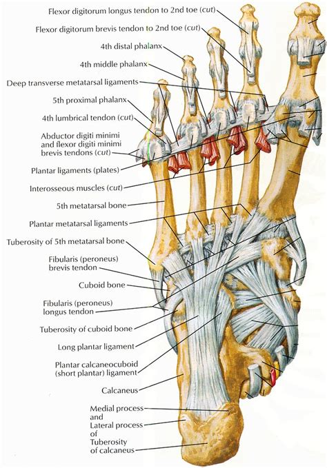 Foot Tendons And Ligaments Diagram