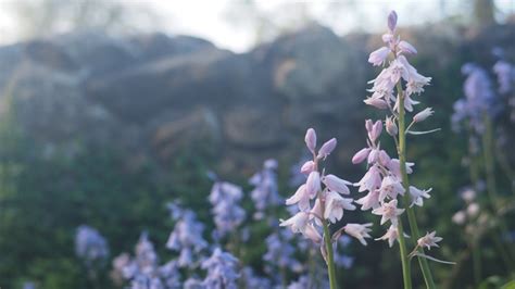 Free stock photo of blue flower, blue flowers, bluebell