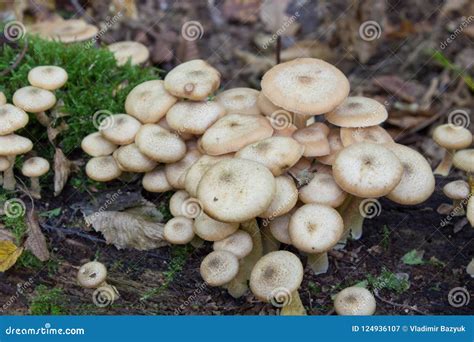 Armillaria Mellea,Armillaria Wild Edible Mushrooms Growing in the ...