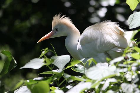 From Cattle Egret to Western Cattle Egret: Why the Name Change ...