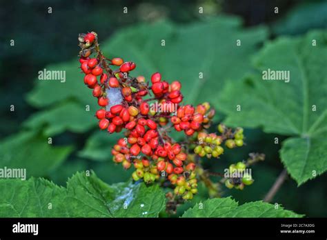 Devil's Club berries (Oplopanax horridus Stock Photo - Alamy