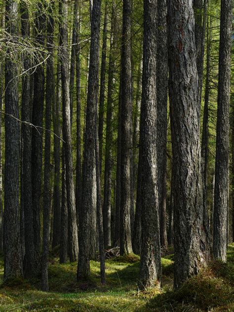 Download free photo of Larch forest,forest,larch,tree trunks,strains ...