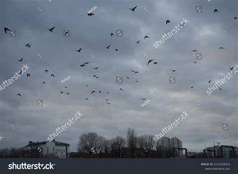 Flying Flock Ravens Gray Sky Stock Photo 2131526351 | Shutterstock