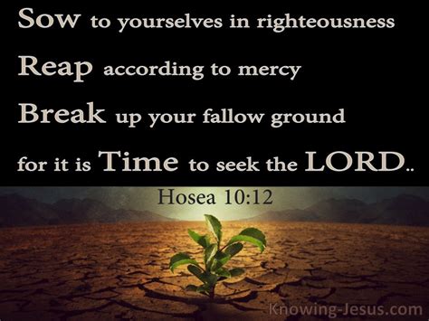 What Does Hosea 10:12 Mean?