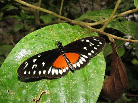 Heliconius hecalesia (Nymphalidae: Heliconiinae) PNN Selva… | Flickr