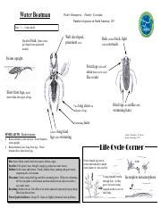 waterboatman.pdf - Water Boatman Order: Hemiptera Family: Corixidae ...