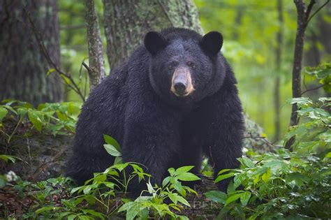 Black Bear - Classification, Behavior, Habitat, And More