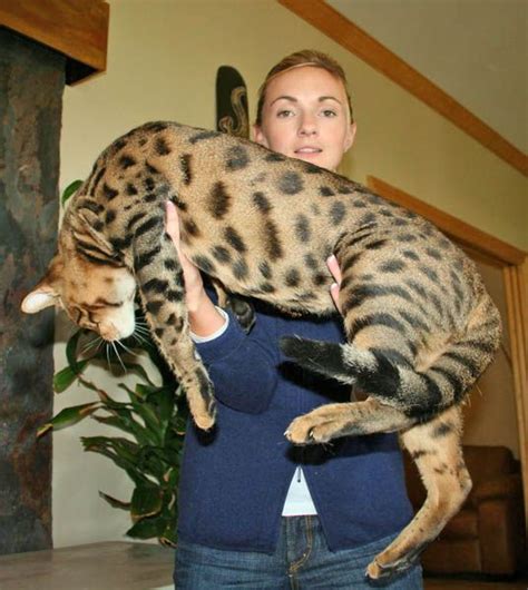 Bengal Cat Full Grown Savannah Cats - CAT BHW