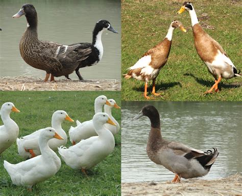 Duck Breeds: List Of Different Popular Breeds