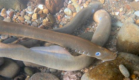 Pacific lamprey