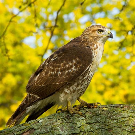 Red-Tailed Hawk - Covenant Wildlife