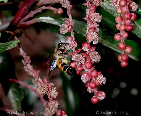 Apis dorsata paper and photos « Michigan Beekppers Association