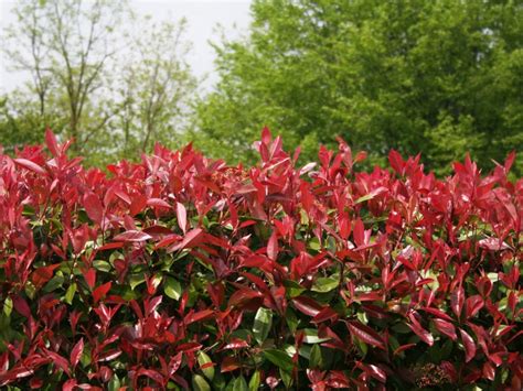 Trimming Red Tip Photinia - Tips For Cutting Back Photinia Shrubs