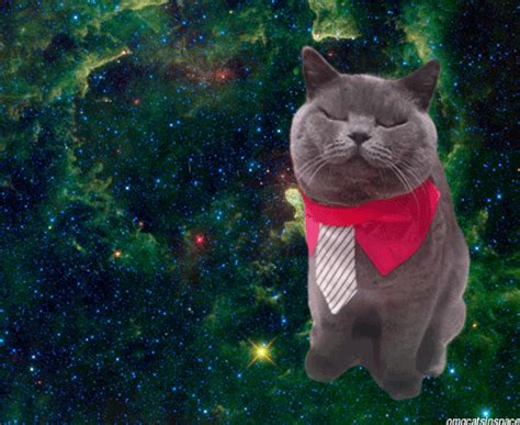 omgcatsinspace cat in space gif | WiffleGif