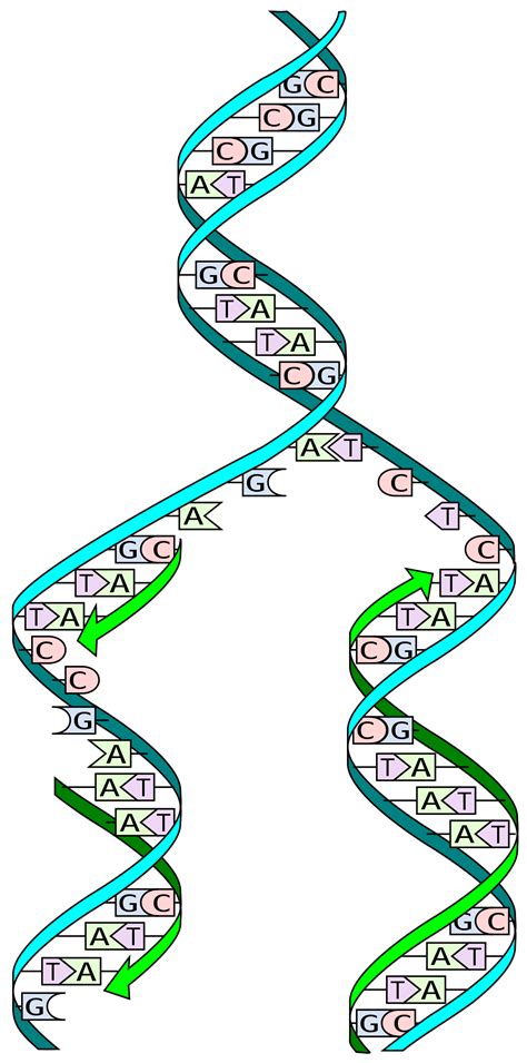 DNA replication - Wikipedia