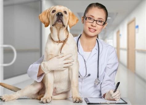 Veterinary Tests for Your Dog | PetMD