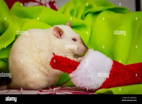 Fancy pet siamese rat Christmas theme with stocking Stock Photo - Alamy