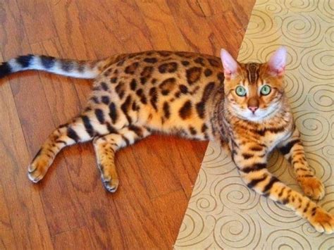 The Bengal Breed - Bengal Cat Care