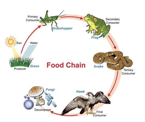 What is the proper layout of a food chain? - Quora | Food chain ...