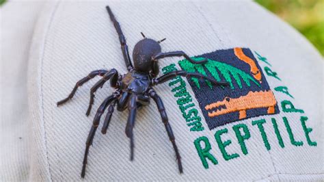 Largest male specimen of world's most venomous spider found in ...