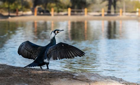 Bird Perched · Free Stock Photo