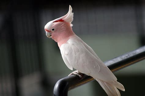 Pink Cockatoo / Major Mitchell @ Australia Zoo 5 Free Photo Download ...