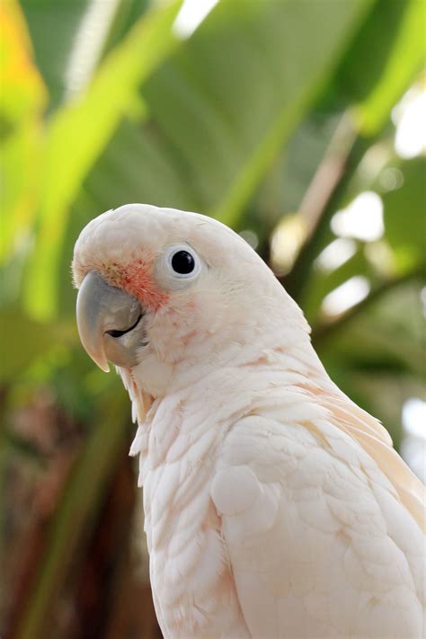 Adopt A Companion Bird | Free Flight Exotic Bird Sanctuary