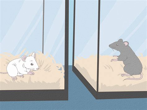 3 Ways to Catch and Look After Wild Mice - wikiHow