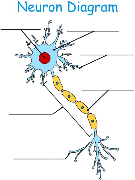 Printable Worksheet: Neuron Diagram