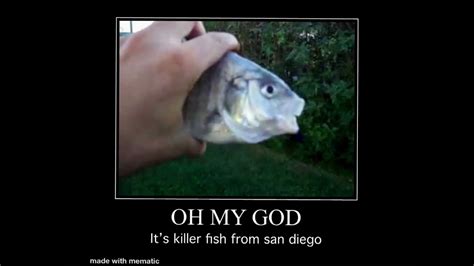 Killer fish from San Diego - YouTube