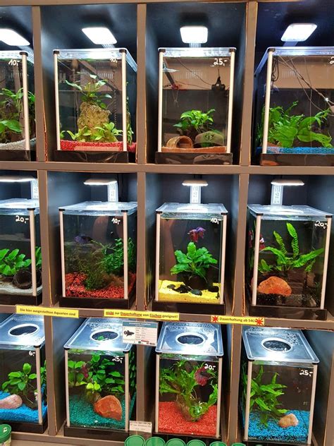 Reddit - Aquariums - My LFS' betta tanks. They are all planted with ...