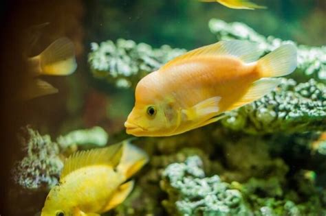 Red Devil Cichlid • Care Guide (Tank Setup, Mates & Diet)