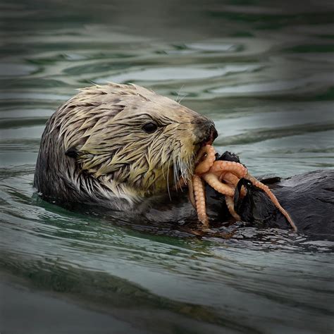 Sea Otter Eating Octopus Photograph by Cindy McIntyre - Fine Art America