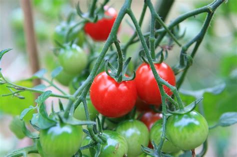 Perennial Tomatoes - Oak Hill Homestead