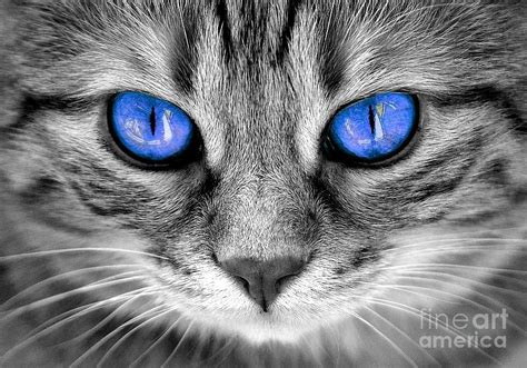 Blue Eyes Gray Cat Photograph by Stefan Banica