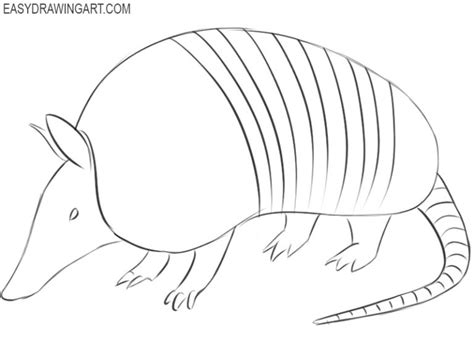 How to Draw an Armadillo - Easy Drawing Art