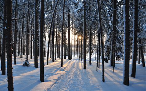 winter, Trees, Forest, Road, Nature, Landscape Wallpapers HD / Desktop ...