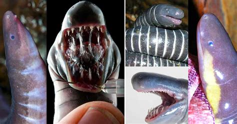 Caecilian Facts - These Worm-Like Species Are Actually Amphibians - Odd ...