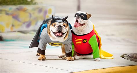 Arriba 98+ imagen batman and robin dog costumes - Abzlocal.mx