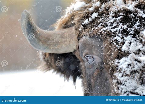 Bison In Winter In Yellowstone Stock Photo | CartoonDealer.com #242763720