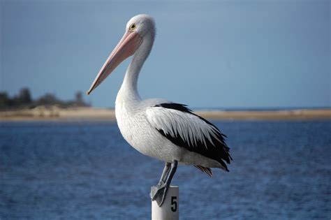 Australian Pelican Free Photo Download | FreeImages