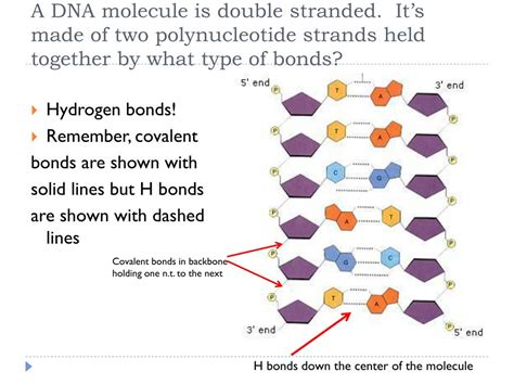 PPT - DNA Structure and Replication Review PowerPoint Presentation ...