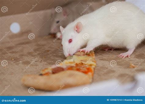 The Concept of Diet. the Rat Eats Pizza Stock Photo - Image of handsome ...